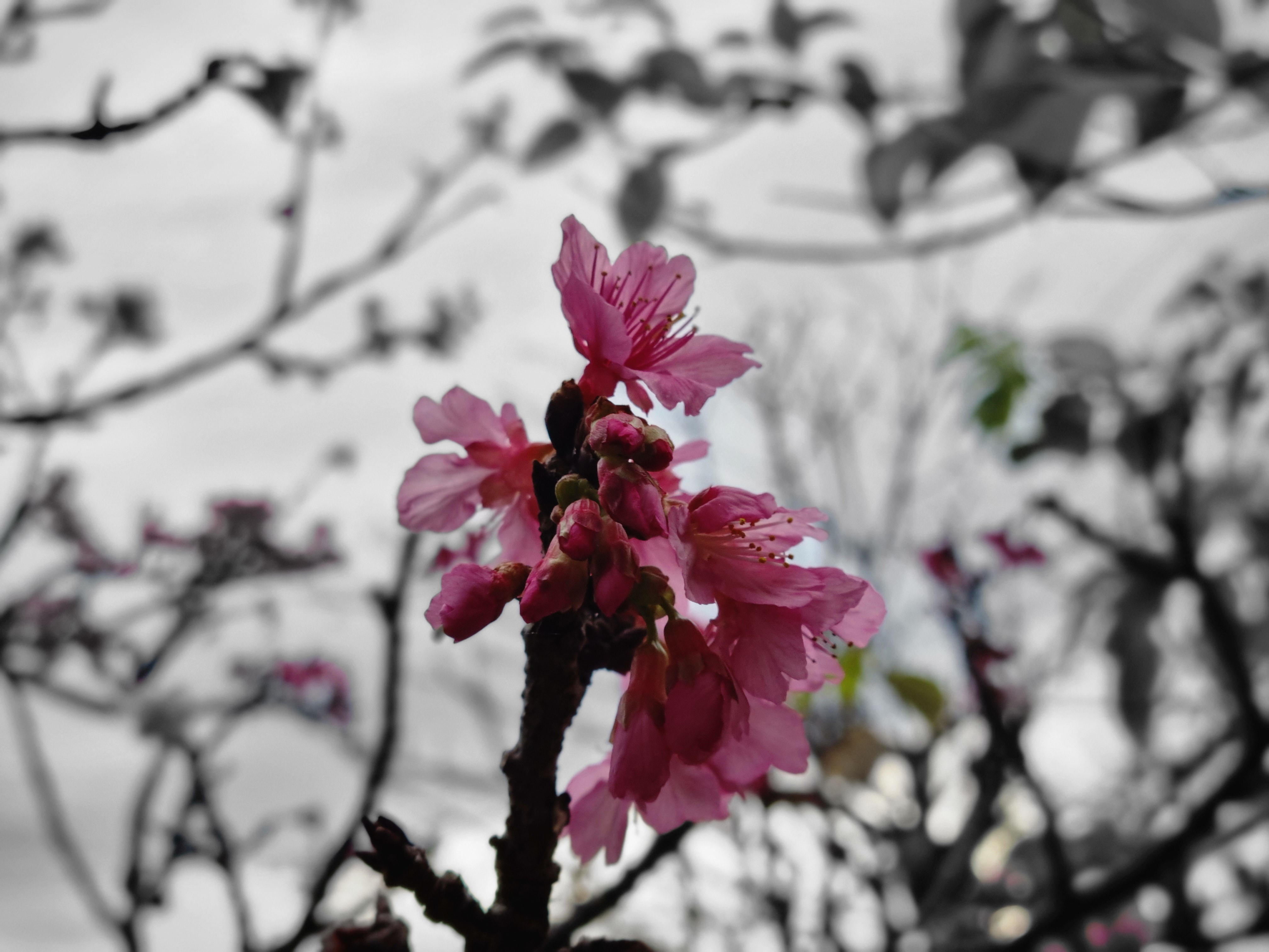 sakura の写真